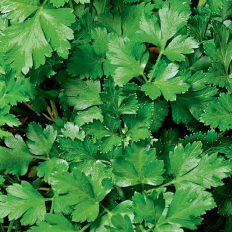 Salsa Orgânica (molho)