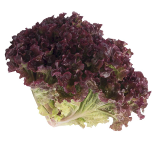 Alface Romana Orgânica (pé)