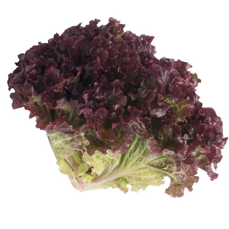 Alface Romana Orgânica (pé)