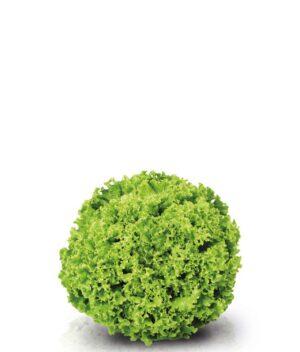 Alface Crespa Verde Orgânica (pé)