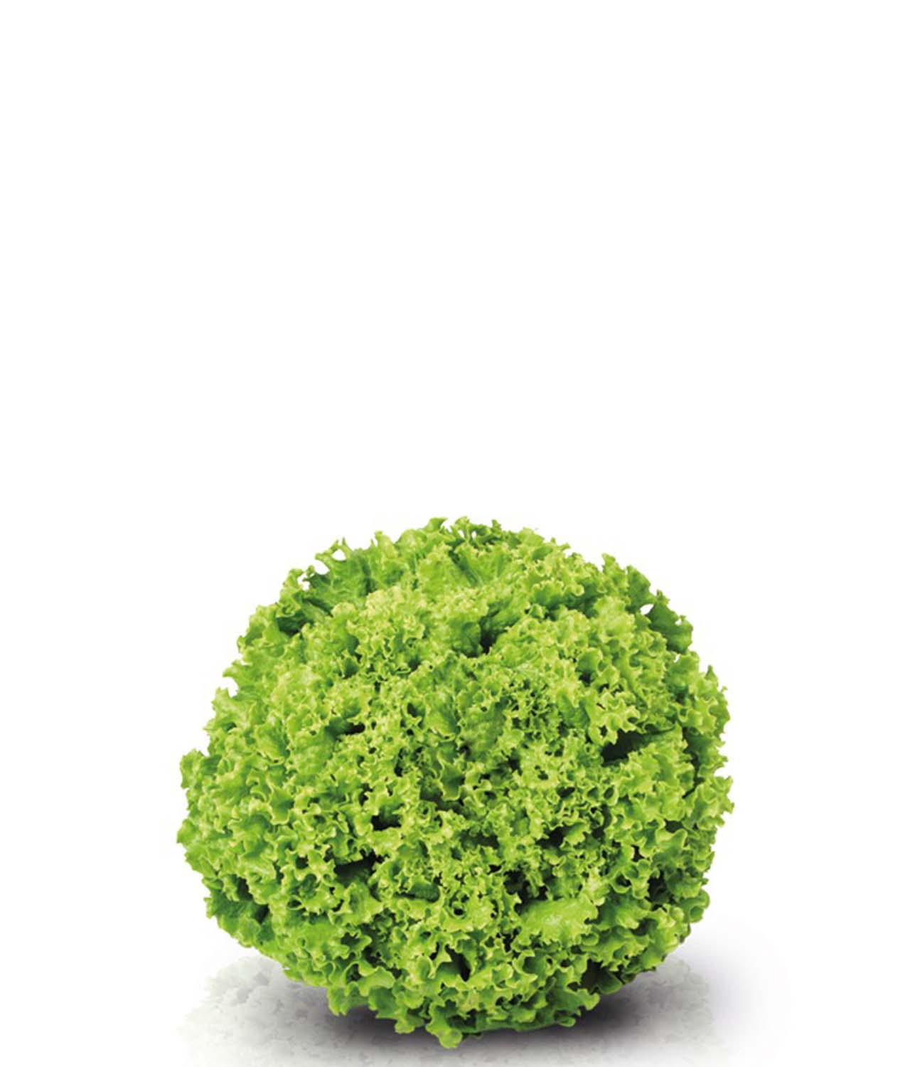 Alface Crespa Verde Orgânica (pé)