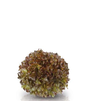 Alface Mimosa Roxa Orgânica (pé)