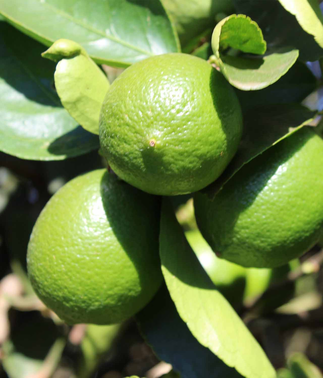 Limão Tahiti Orgânico (500g) - Imagem 2