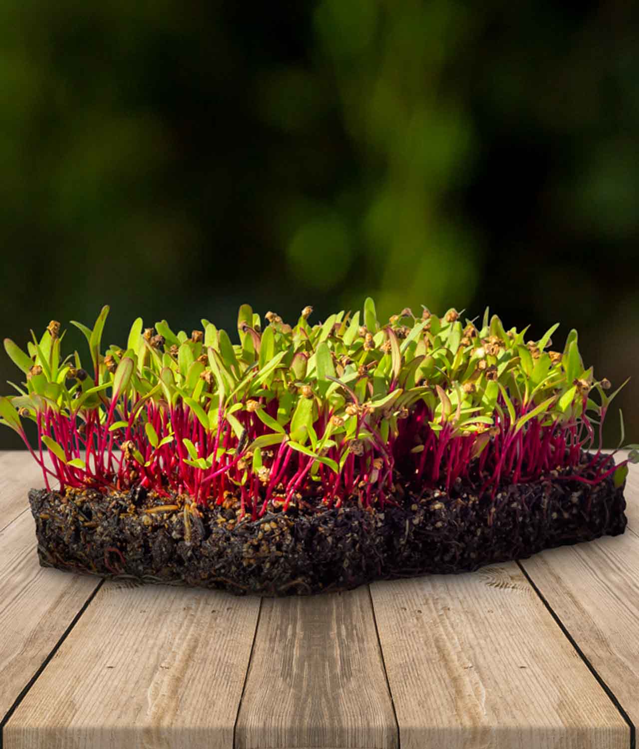 Micro Verde Beterraba