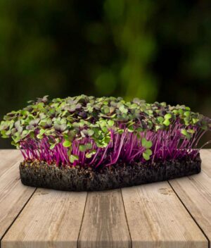 Microverde Repolho Roxo Orgânico
