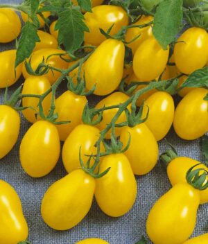 Tomate Grape Amarelo Orgânico (250g)