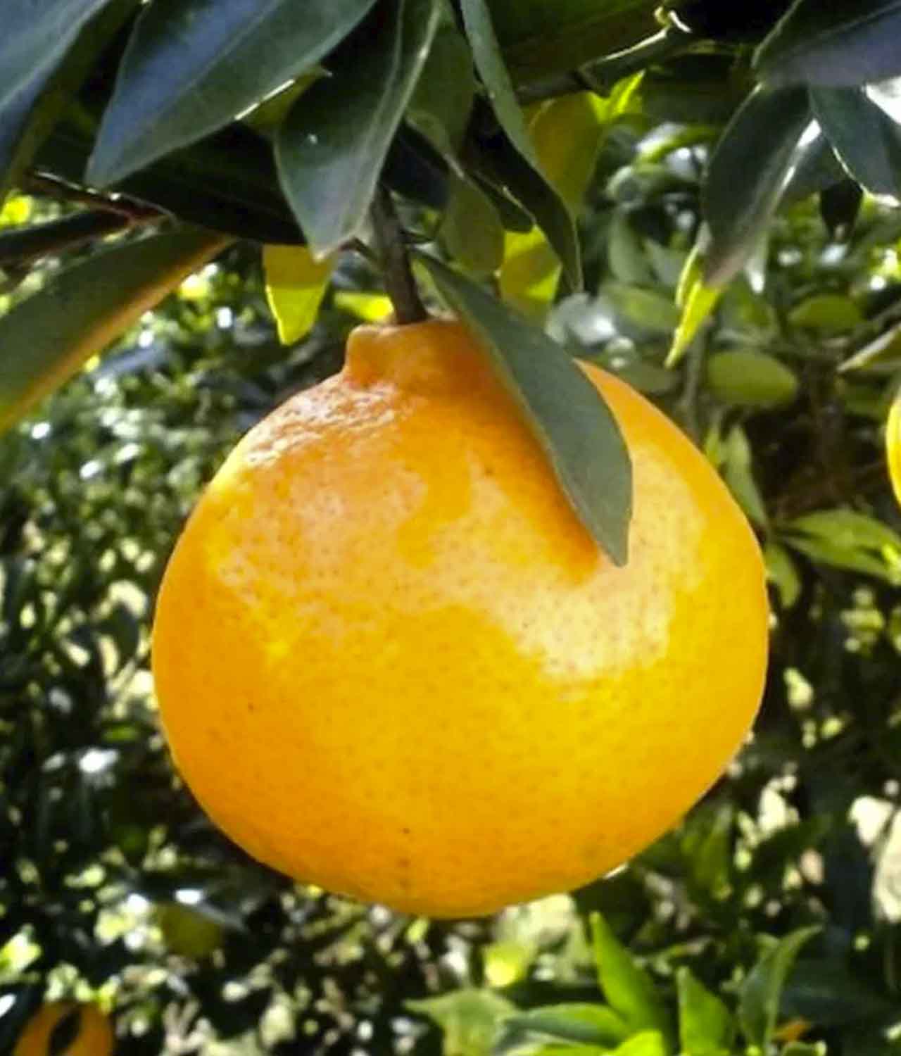 Bergamota Caí Orgânica (500g) - Imagem 2