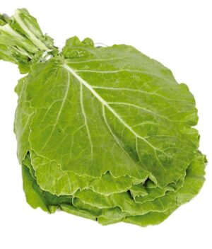 Couve Manteiga Orgânica