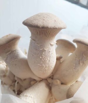 Cogumelo Eringy Orgânico (200g) - Hayashi