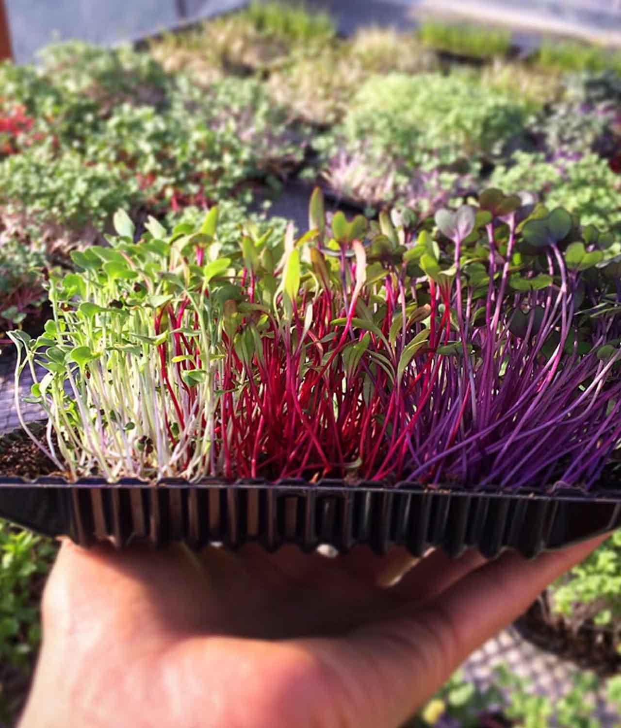 Microverde Arco-Íris Orgânico (Bandeja) - Micro Vivos