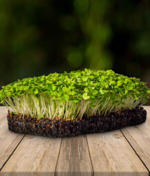 Microverde Mostarda Orgânico (Bandeja) - Micro Vivos