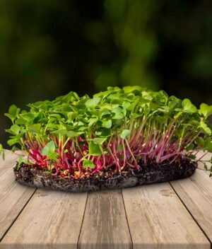 Microverde Rabanete Orgânico (Bandeja) - Micro Vivos
