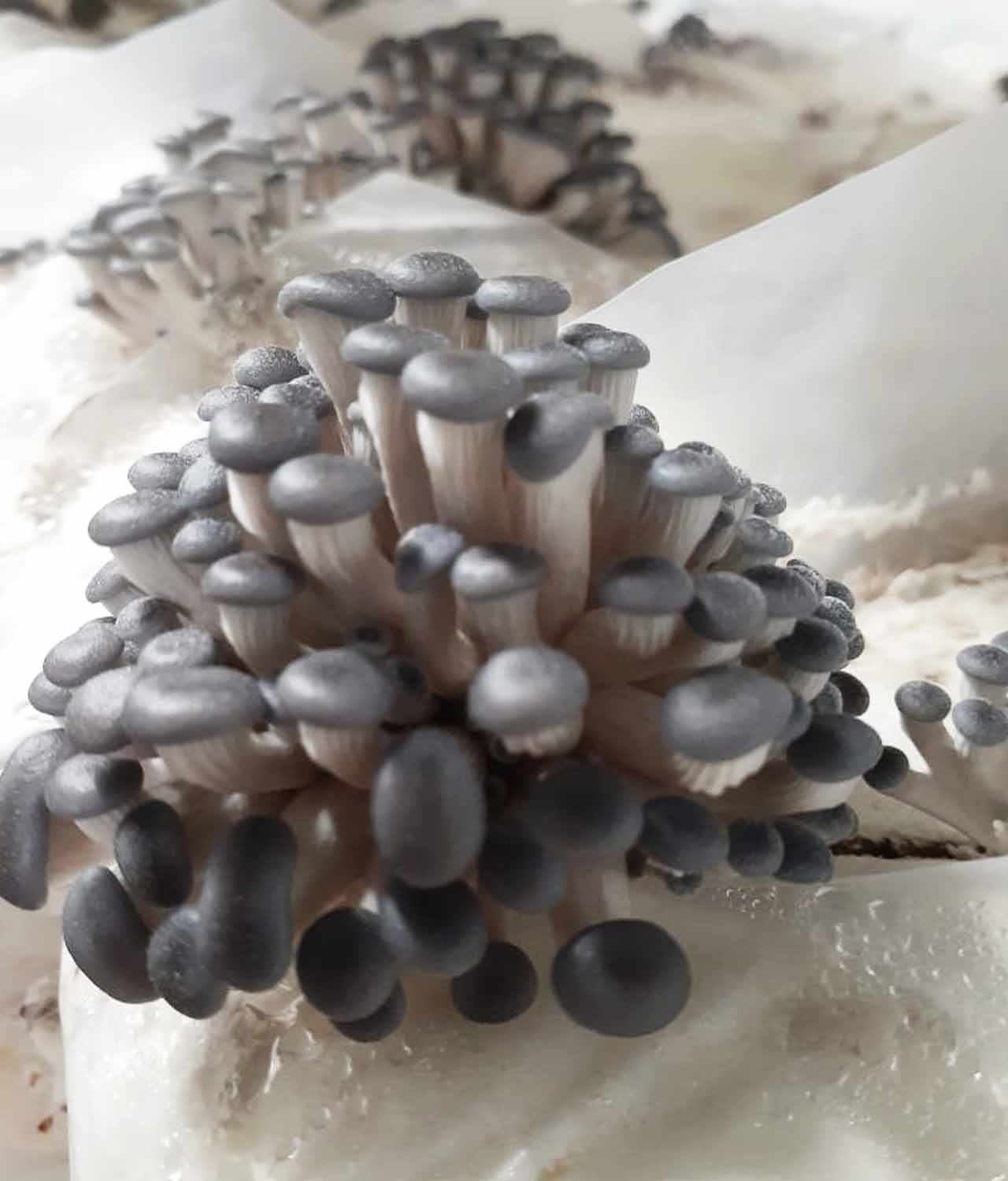 Cogumelo Shimeji Orgânico (200g) - Hayashi - Imagem 3