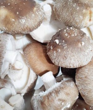 Cogumelo Shitake Orgânico (200g)