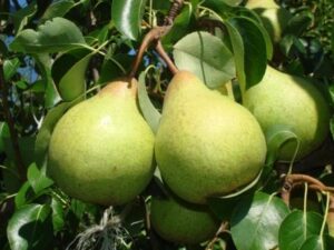 Pera Importada Orgânica (aproximadamente 600g)