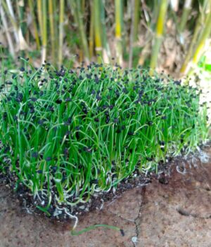 Microverde Alho Poró Orgânico (bandeja) - Raízes Agro