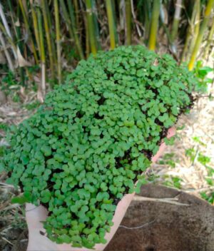 Microverde Brócolis Orgânico (bandeja) - Raízes Agro