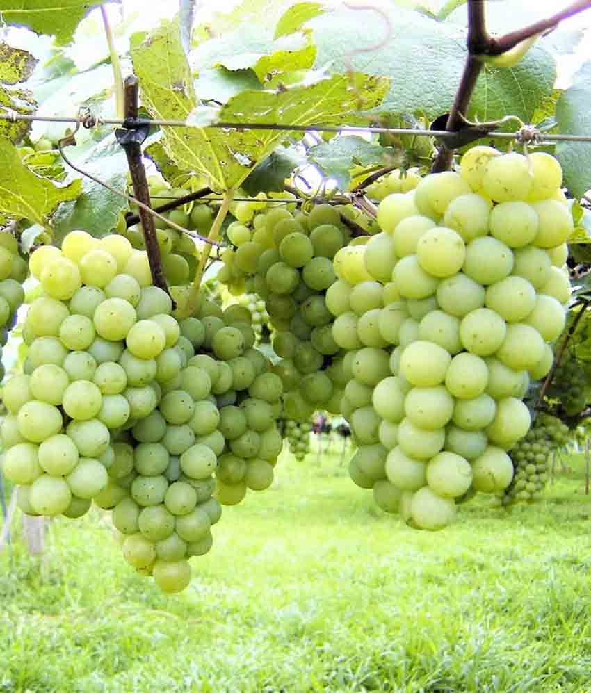 Uva Niágara Branca Orgânica