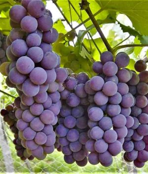 Uva Niágara Rosada Orgânica