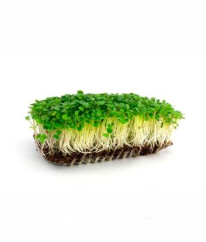 Microverde de Rúcula Orgânico