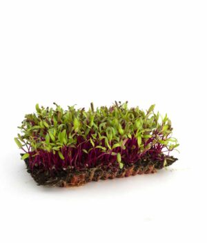Microverde de Beterraba Orgânico