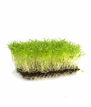 Microverde de Cenoura Orgânico