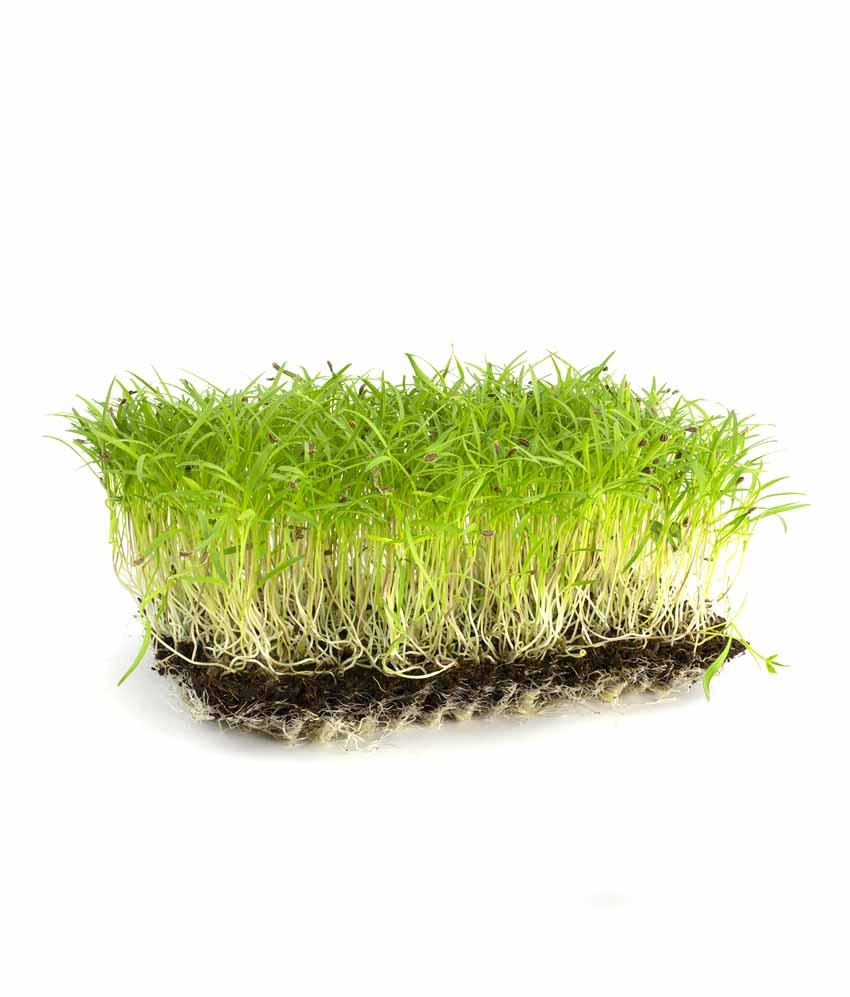 Microverde de Cenoura Orgânico