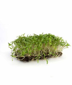 Microverde de Coentro Orgânico
