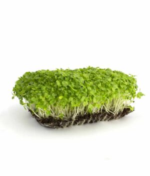 Microverde de Mostarda Orgânico