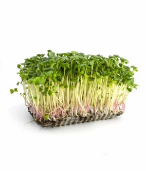 Microverde de Rabanete Orgânico