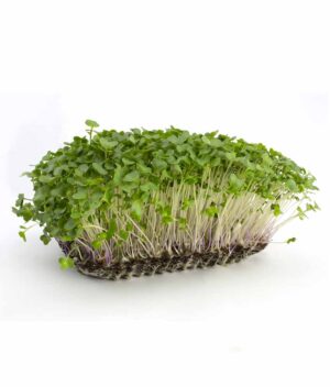 Microverde de Repolho Orgânico