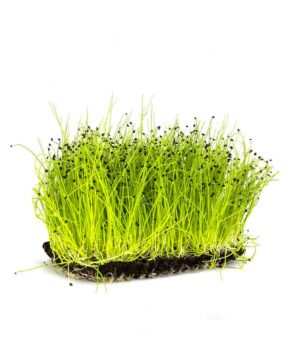Microverde de Alho Poró Orgânico