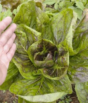 Acelga Roxa Orgânica
