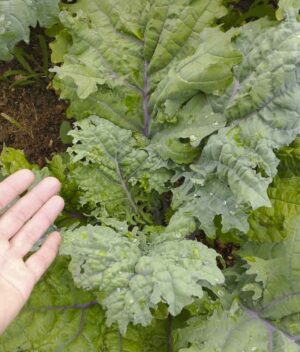 Couve Kale Califórnia