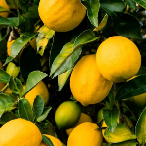 Lima da Pérsia Orgânica (450g)