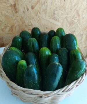 Pepino Caipira Orgânico (500g)