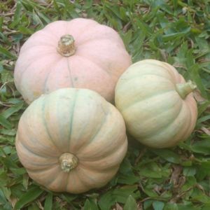 Abobrinha Mini-Ouro-Rosa Orgânica (aprox. 150g por unidade)